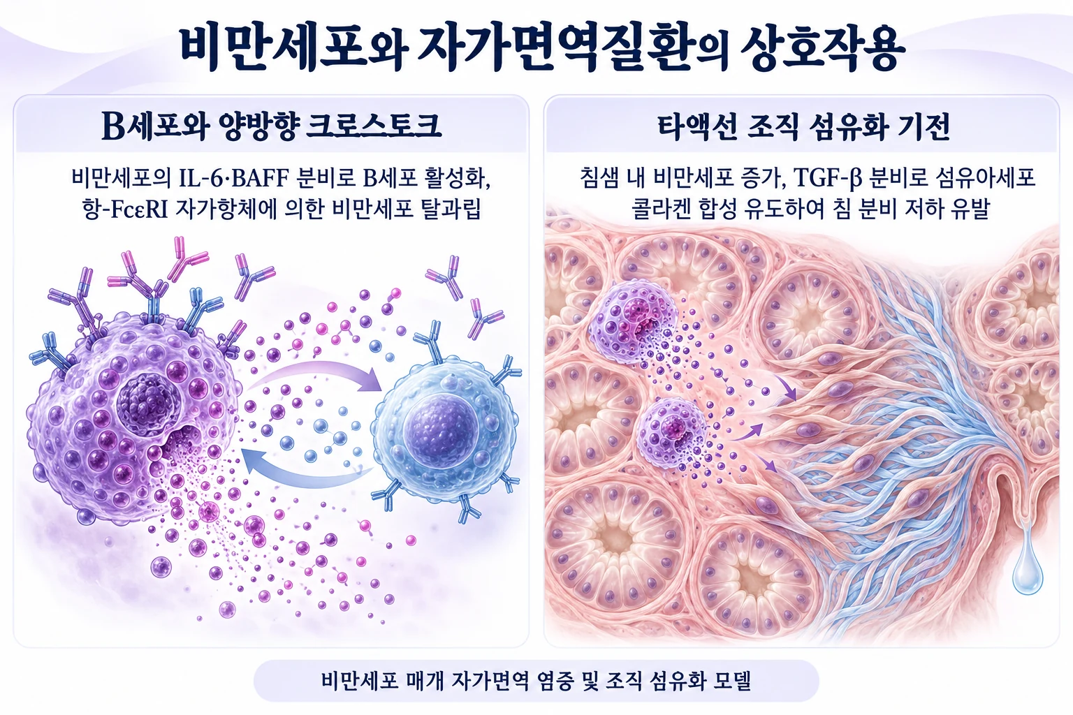 비만세포와 자가면역 B세포 간의 상호작용 및 타액선 섬유화 기전 모식도