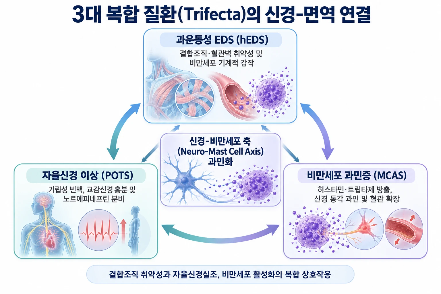 과운동성 에hlers-Danlos 증후군(hEDS), 자세성 기립성 빈맥 증후군(POTS), MCAS의 3대 복합 질환(Trifecta) 연결 모식도