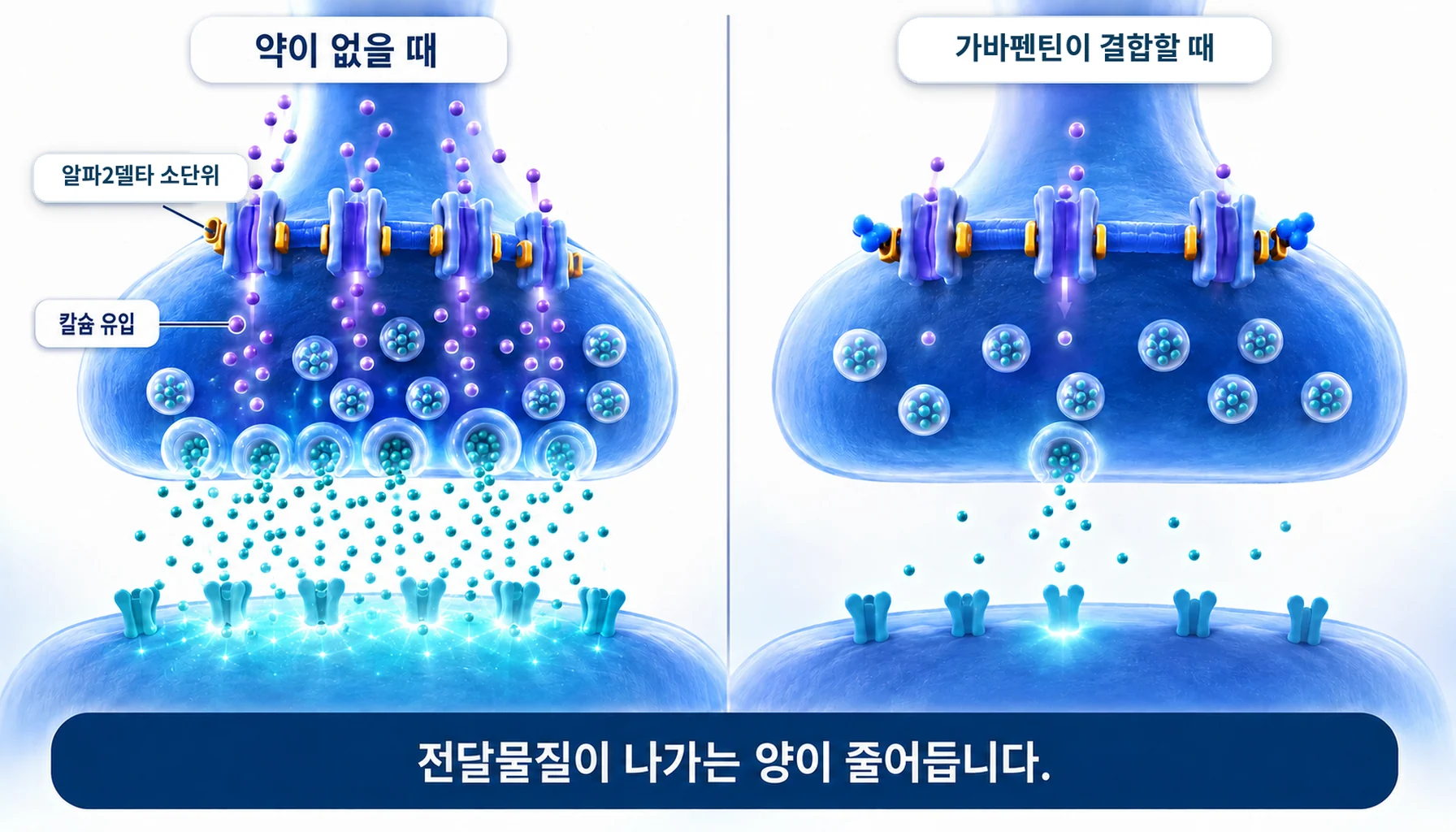 신경 말단의 칼슘통로 α2δ 소단위와 전달물질 방출 감소 경로