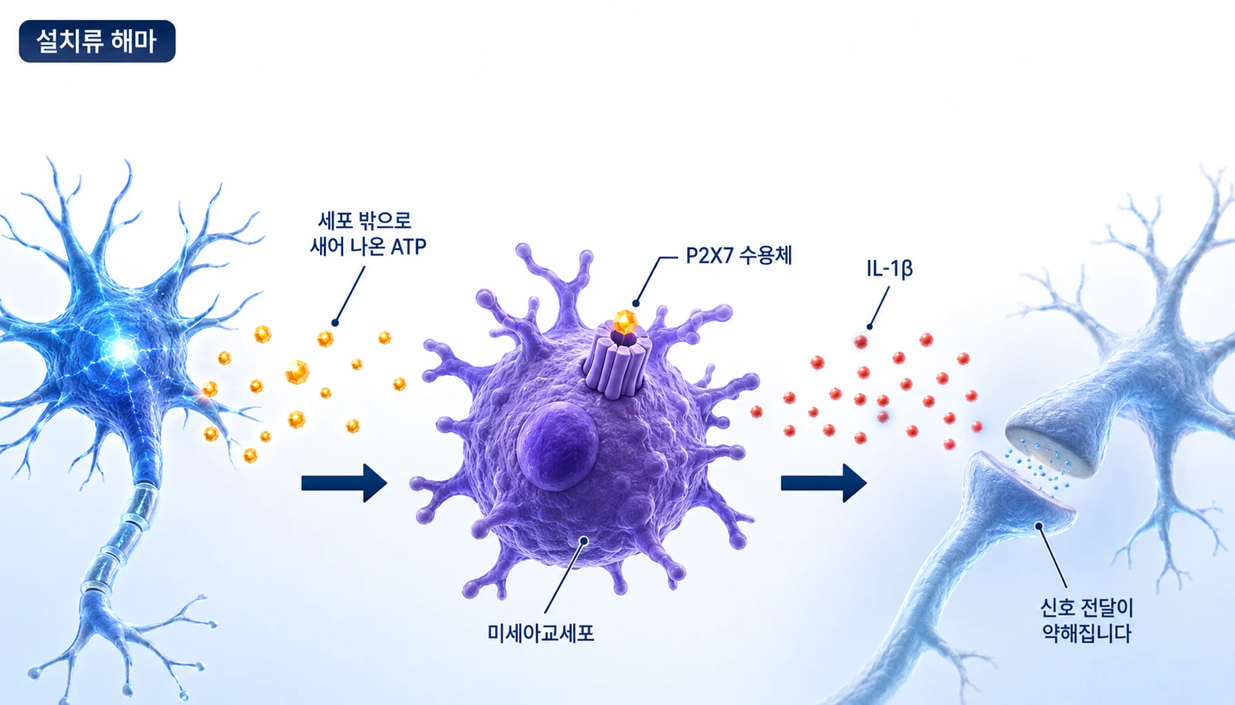 해마에서 ATP가 P2X7 수용체에 결합해 IL-1β 분비로 진행되는 경로