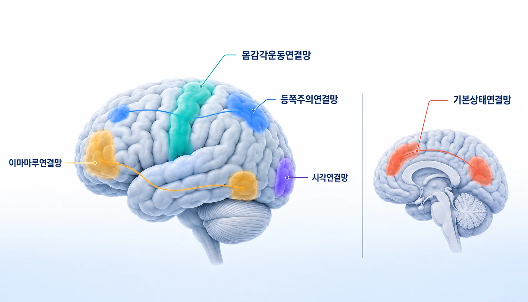 다섯 개의 뇌 연결망 위치와 통증 처리에서 맡는 역할