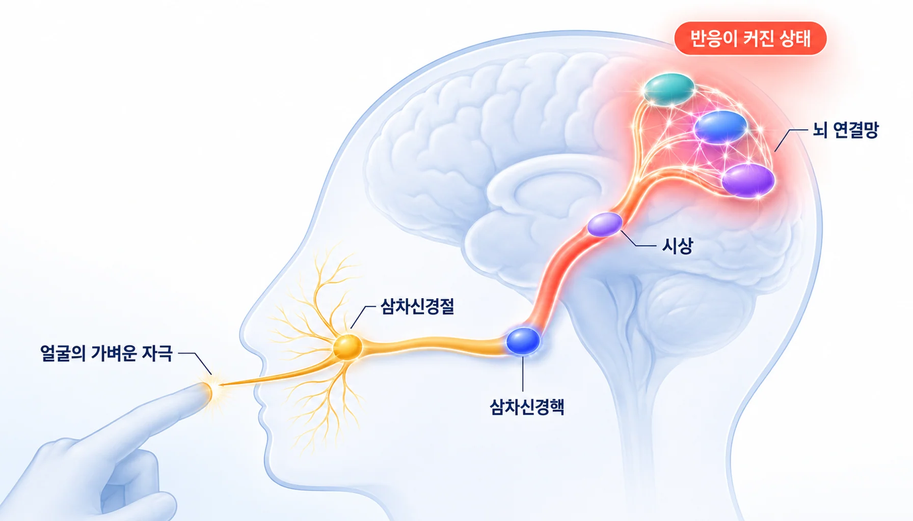 중추감작 개념과 삼차신경 경로에서 뇌 연결망까지의 흐름을 정리한 도식