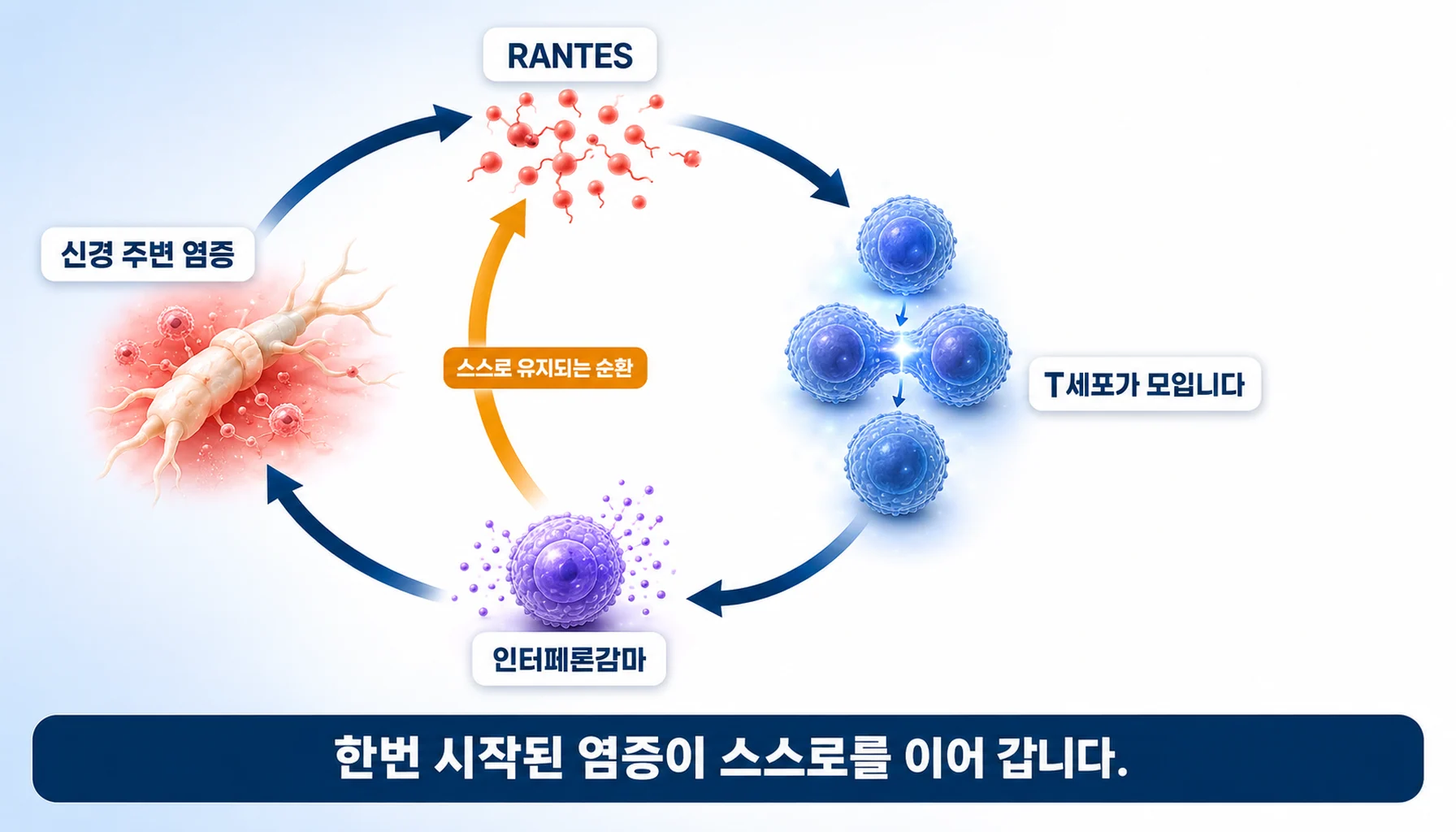 RANTES가 T세포를 불러 모으고 인터페론감마 신호가 다시 RANTES를 늘리는 염증 순환 모식도