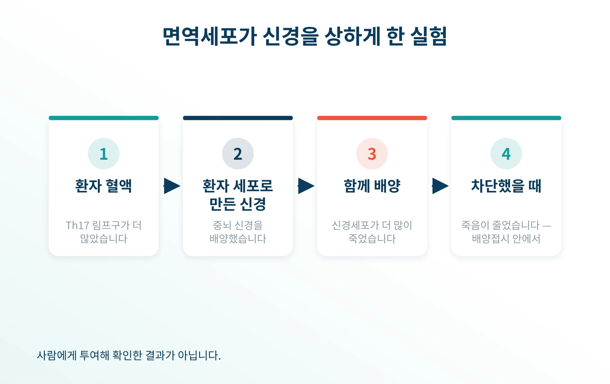 Th17 림프구가 중뇌 신경을 상하게 하는 실험 흐름
