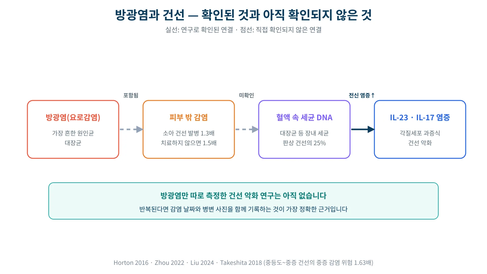 방광염에서 대장균 감염, 혈액 속 세균 성분, 선천면역 활성화, 피부의 IL-23·IL-17 염증까지의 가능한 경로와 근거 수준을 표시한 모식도