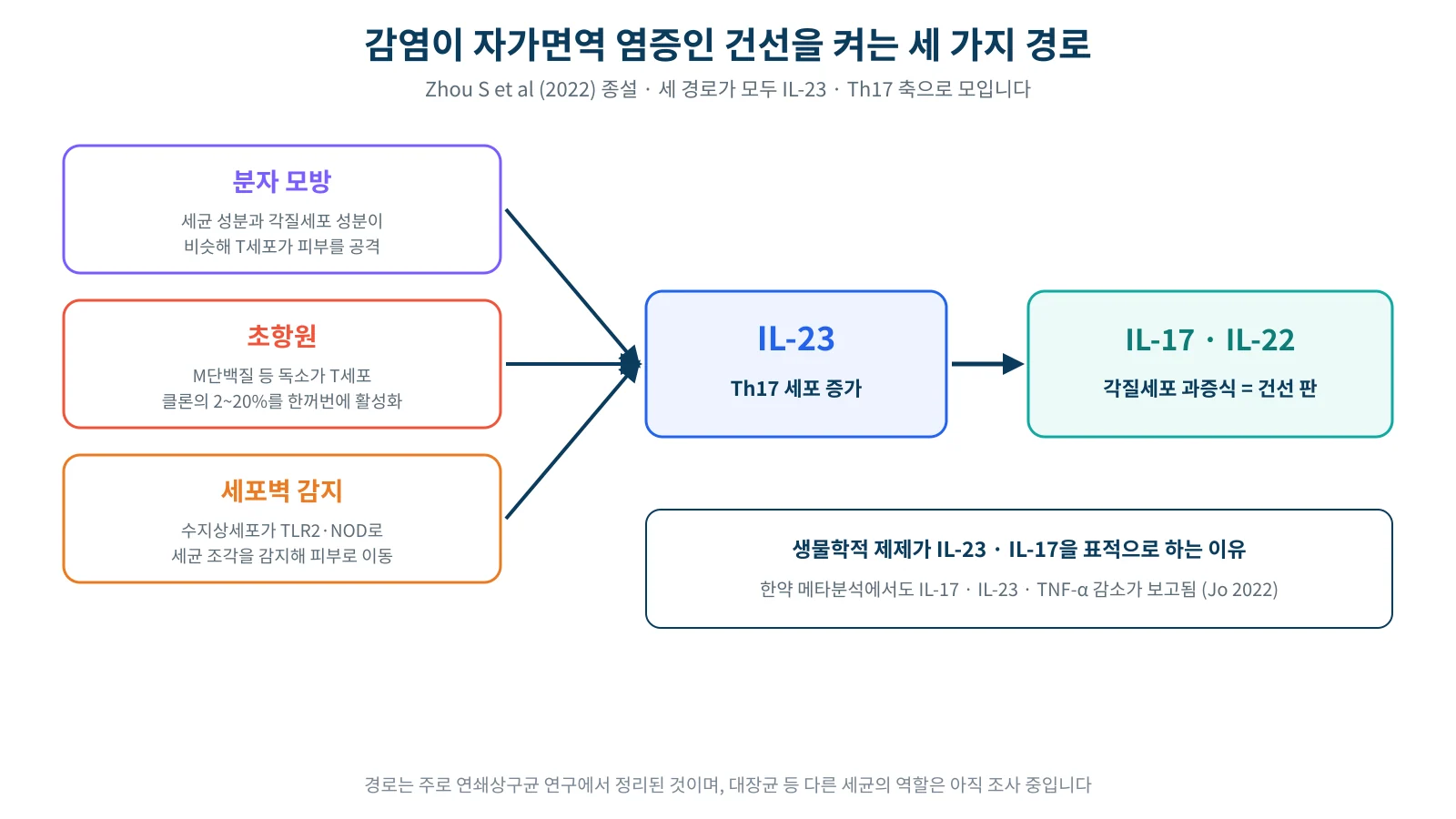 세균 성분이 분자 모방과 초항원, 세포벽 감지를 거쳐 IL-23과 Th17 세포를 활성화하고 피부 각질세포 증식을 일으키는 경로를 그린 모식도