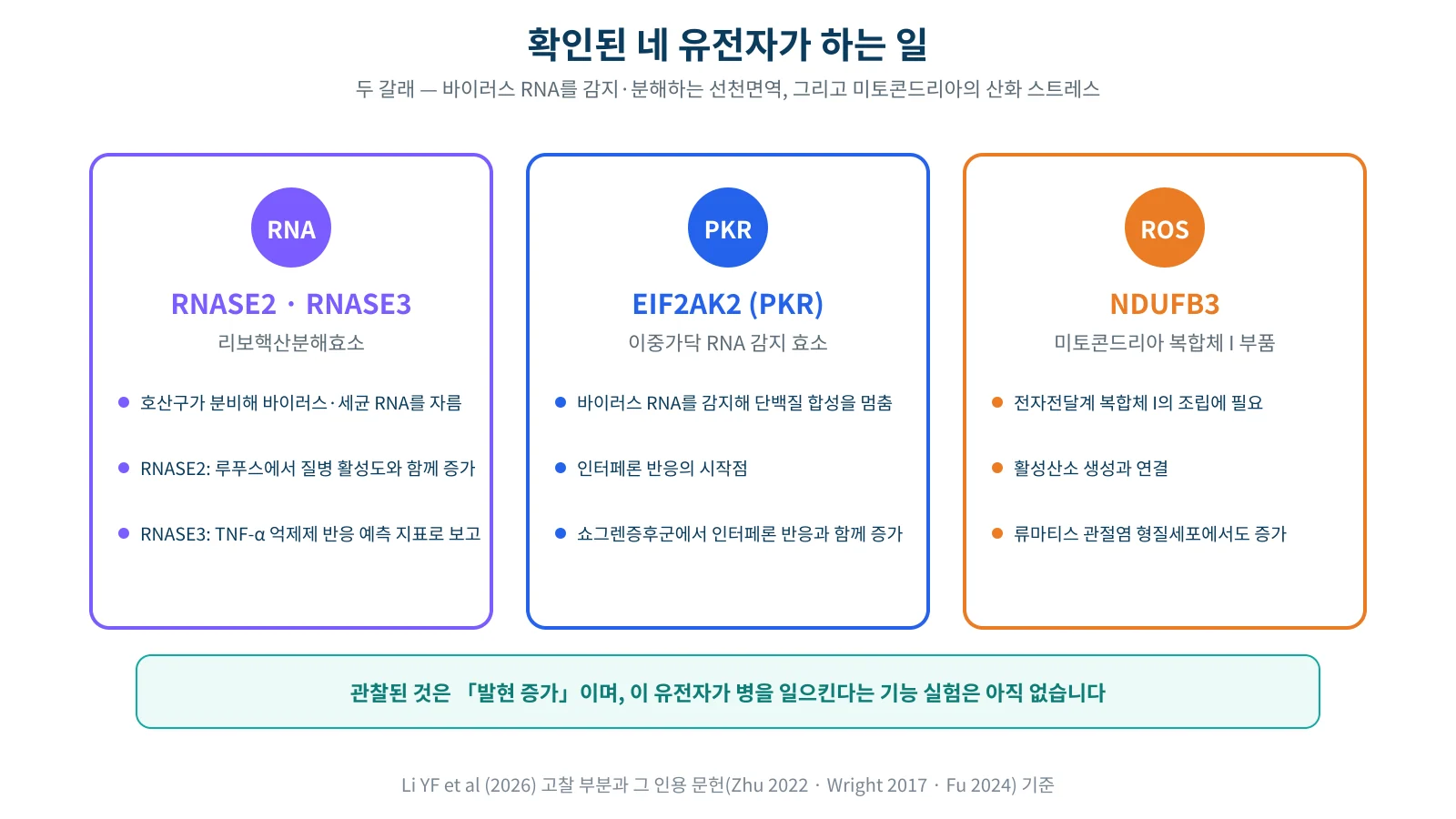 RNASE2와 RNASE3, NDUFB3, EIF2AK2 네 유전자가 세포 안에서 각각 작용하는 위치를 정리한 설명도