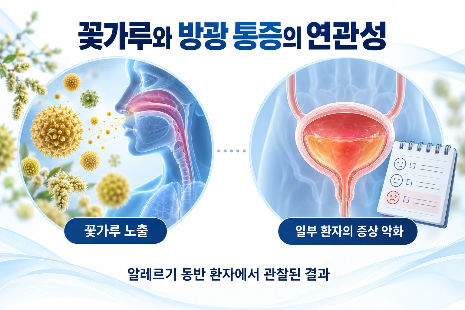 꽃가루 노출과 일부 환자의 방광 통증 악화를 점선으로 연결한 설명 그림