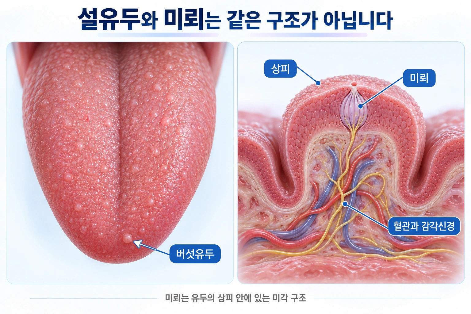 버섯유두의 상피 안에 미뢰가 있고 아래쪽에 혈관과 감각신경이 분포하는 구조입니다.