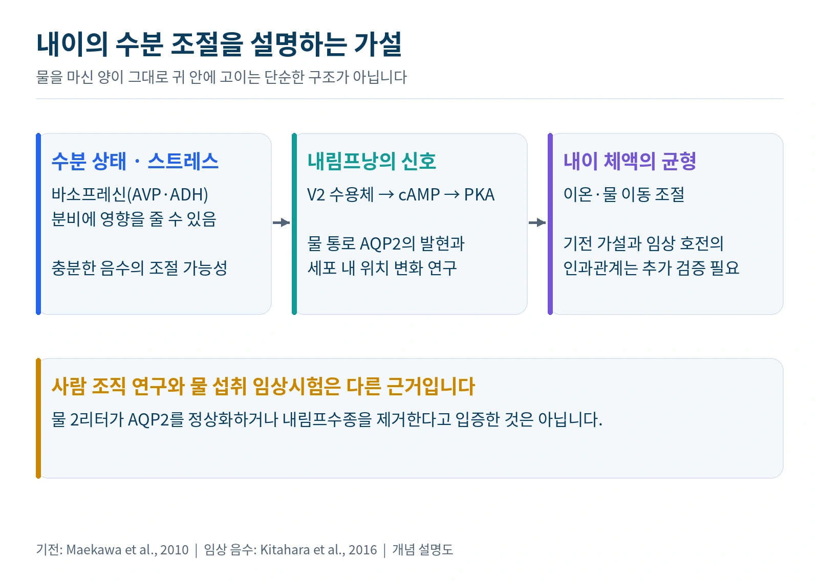 수분 섭취와 바소프레신, 내림프낭 V2 수용체와 AQP2 조절의 가설을 설명한 도식