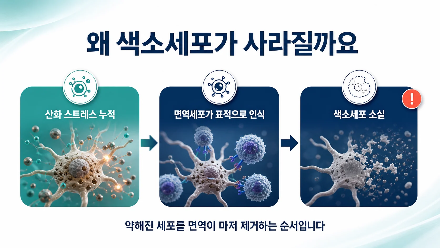 산화 스트레스에서 면역 공격, 색소세포 소실로 이어지는 순서를 정리한 도식