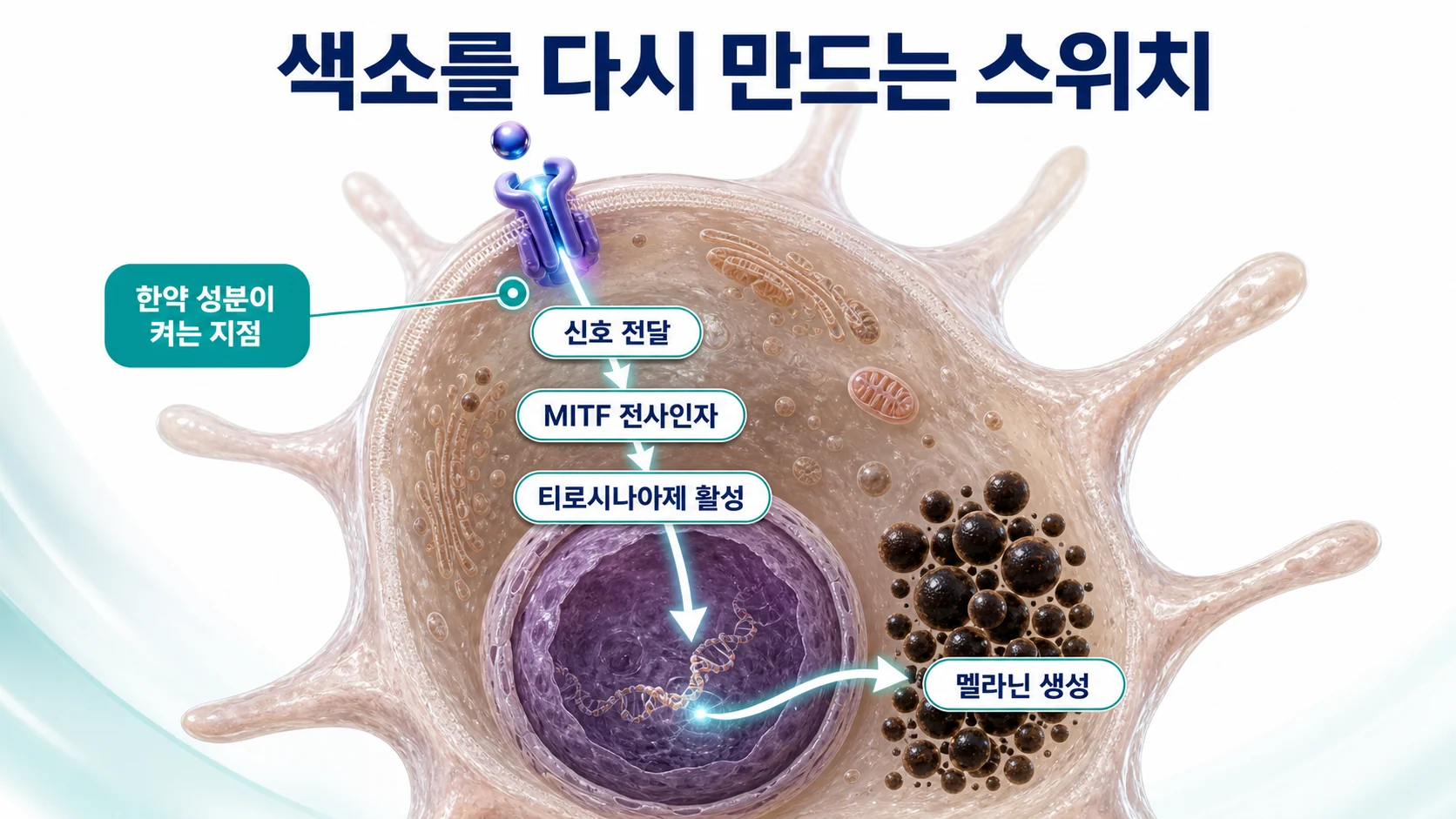 색소를 다시 만드는 신호 경로를 정리한 도식