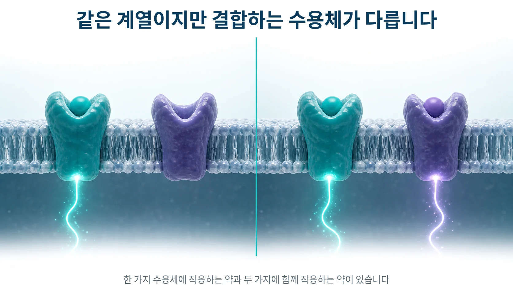 세포막에서 한 종류의 수용체에만 결합한 그림과 두 종류의 수용체에 함께 결합한 그림을 비교해 보여 주는 그림