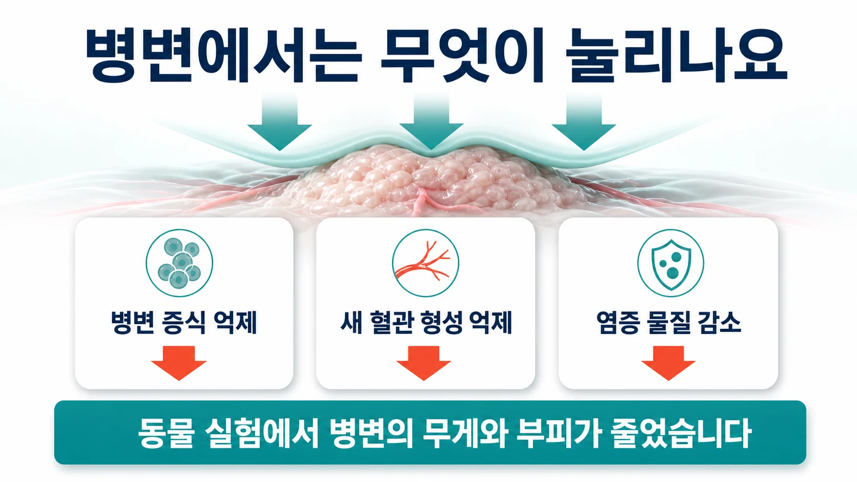 병변의 증식과 혈관 형성이 억제된 실험 결과를 정리한 이미지