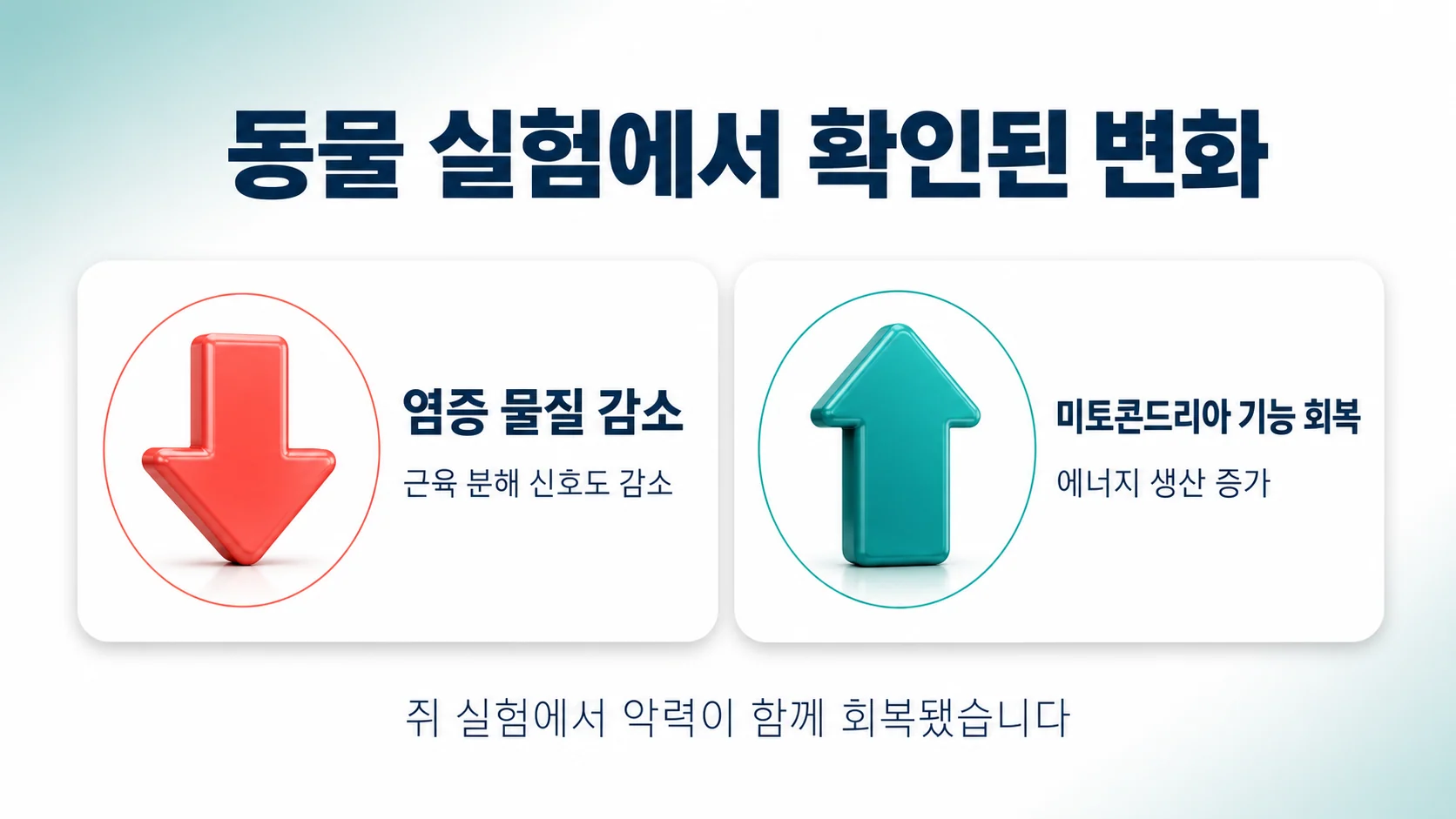 동물 실험에서 확인된 염증과 미토콘드리아 기능의 변화를 정리한 이미지