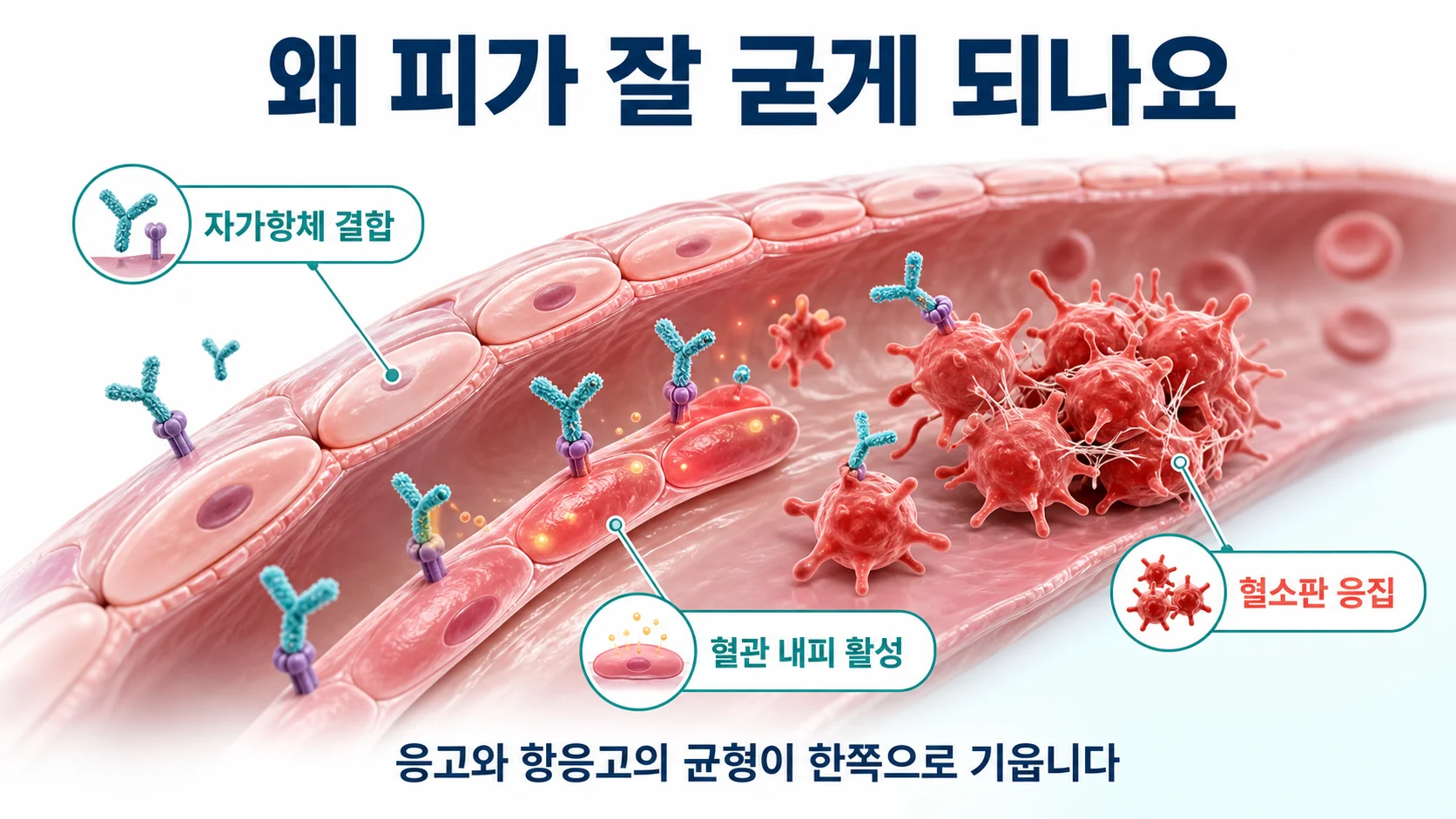 자가항체가 혈관 내피와 혈소판을 활성화하는 과정을 설명한 도식
