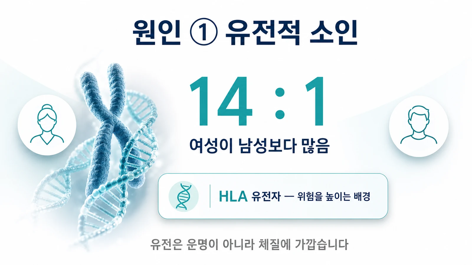 원인 ① 유전적 소인 — 여성 14대 1, HLA