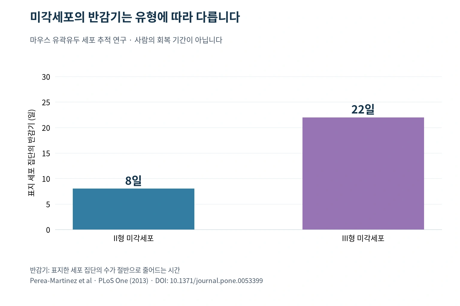 마우스 연구에서 관찰한 II형과 III형 미각세포의 반감기를 비교한 그래프