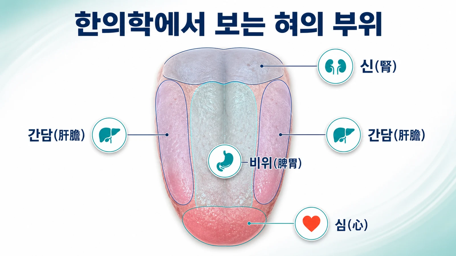 한의학에서 보는 혀의 부위