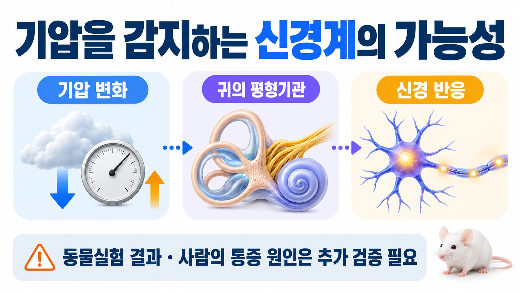 기압 변화와 귀의 평형기관 및 신경 반응을 나타내고 동물실험의 한계를 표시한 개념도